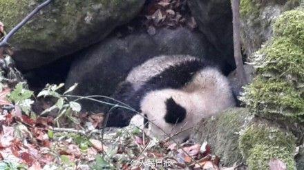 Injured Giant Panda 1