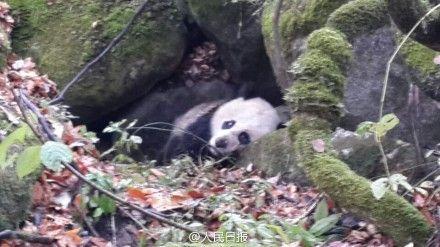 Injured Giant Panda